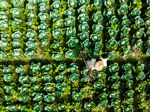 Bogura, Bangladesh - 14 December 2024: Aerial view of a farmer working in a vibrant green cabbage field, with rows of crops stretching across the landscape.
