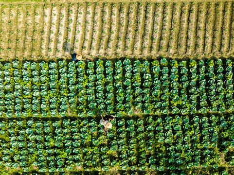 Bogura, Bangladesh - 14 December 2024: Aerial view of farmers working in a lush green cabbage field with rows of crops in the Rajshahi Division.