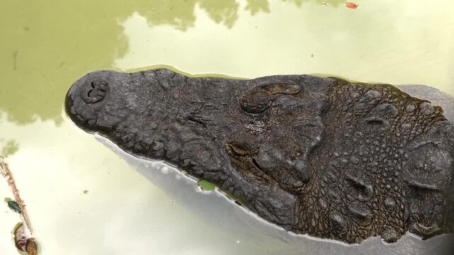 Closeup of the head of a crocodile lying in the water