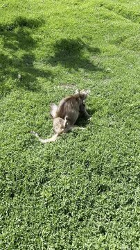 Two playful cats wrestling and playing on grass at a peaceful Ukrainian countryside eco farm, adorable kittens fighting gently, climbing over each other and pushing with their paws, funny natural anim