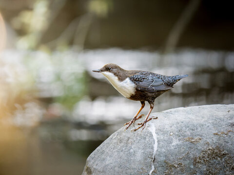 Cincle plongeur (Cinclus cinclus) pos&eacute; sur un rocher au bord d&rsquo;un cours d&rsquo;eau