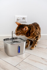 Bengal cat near automatic water drinking fountain dispenser at home © Pasha