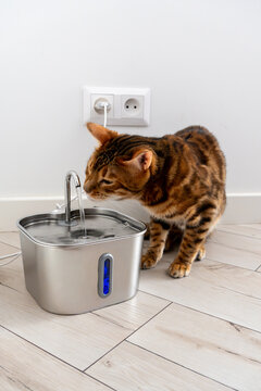 Bengal cat near automatic water drinking fountain dispenser at home