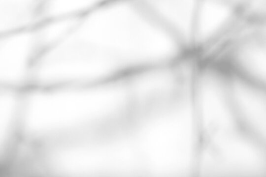 Real faint bare branch shadow cut out on a transparent png background with extremely soft diffused edges. Anchors minimal and industrial design as a transparent png overlay layer.