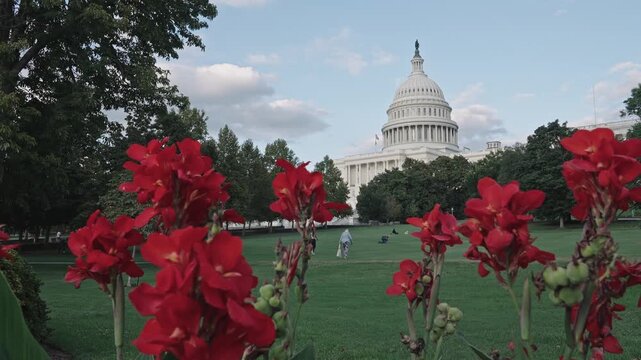Capitol building. Capitol building summer view with flower with canna lilies, selective focus. Capitol building in Washington. Washington State Capitol. Architecture view on dome