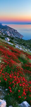 Croatian meadow above Adriatic coast with flowers and sea view
