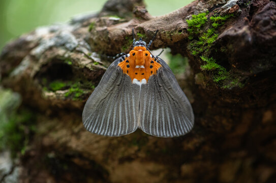 Close up of  Peridrome orbicularis moth at Pang Sida National Park, Sa Kaeo Province, Thailand.
