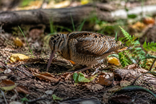 Woodcock bird foraging in forest clearing with long beak, autumn colors in natural habitat.