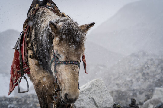 Caballo para transportar gente en medio de tormenta de nieve, en los altos himalayas, Nepal.