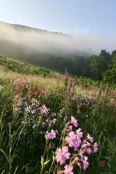 Meadow with campion and wildflowers in morning light