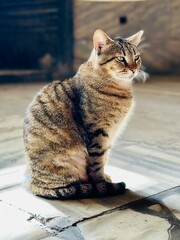 cat in Istanbul  © Michaela