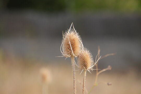 Two dried teasel seed heads with warm blurred background