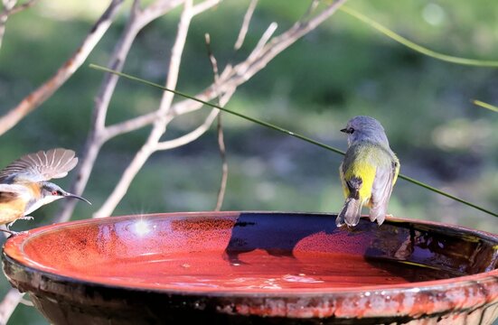 Eastern Yellow Robin (Eopsaltria australis) and Eastern Spinebill (Acanthorhynchus tenuirostris) at bird bath, South Australia