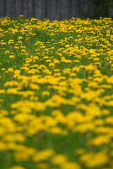 Obraz premium A field of dandelion flowers, Sainte-Apolline, Québec, Canada
