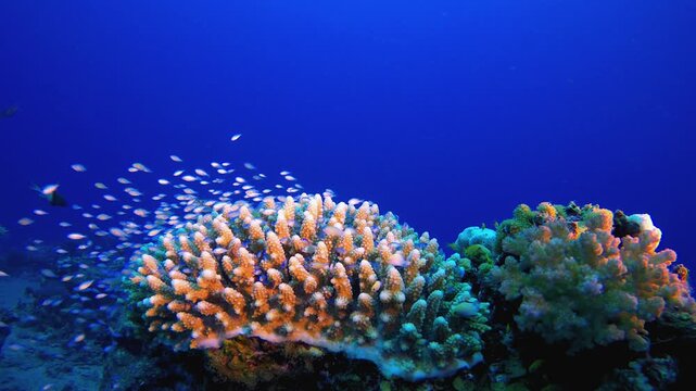 Colourful Fish and Blue-Green. Tropical fish reef marine. Soft-hard corals seascape. Vibrant coral garden. Reef coral scene. Beautiful soft coral. Sea reef.