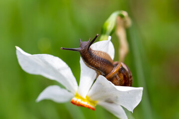 Golden Hour Glow — Intimate Macro View of Snail on Blossom © kordeo
