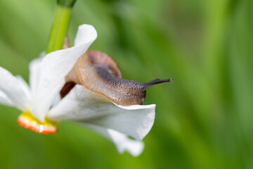 Slow Beauty — A Snail Greeting the First Rays of Sunrise in Lush Greenery © kordeo