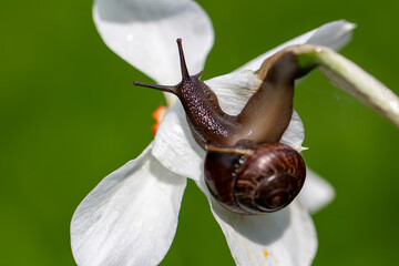 Golden Hour Glow — Intimate Macro View of Snail on Blossom © kordeo