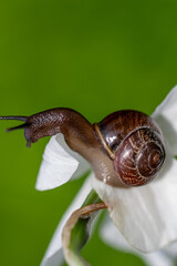 Golden Hour Glow — Intimate Macro View of Snail on Blossom © kordeo