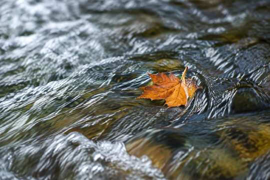 A single autumn leaf trapped in a fast-moving stream, natural daylight, shallow focus.