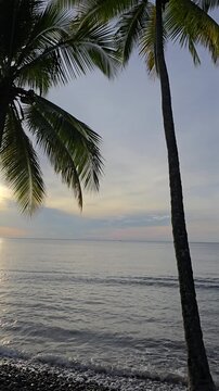 Tropical palm tree leaning over rocky beach with calm ocean waves, birds chirping and wave sounds, peaceful coastal nature video footage