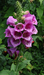 Purple fox glove in the garden  © Tiyah LGDD