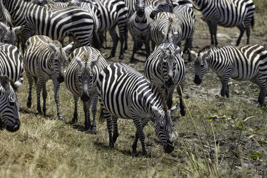 View of a herd of zebras grazing in the dry grasslands of Nairobi National Park in Nairobi, Nairobi County, Kenya.