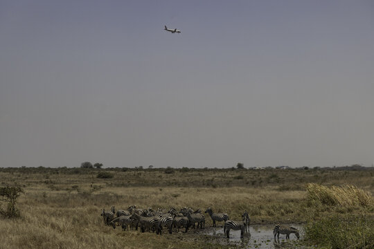 View of a herd of zebras drinking at a waterhole in Nairobi National Park with an airplane flying in the sky above the dry savanna landscape in Nairobi, Nairobi County, Kenya.