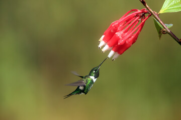 The white-bellied woodstar (Chaetocercus mulsant) is a species of hummingbird in tribe Mellisugini of subfamily Trochilinae, the "bee hummingbirds". © feathercollector