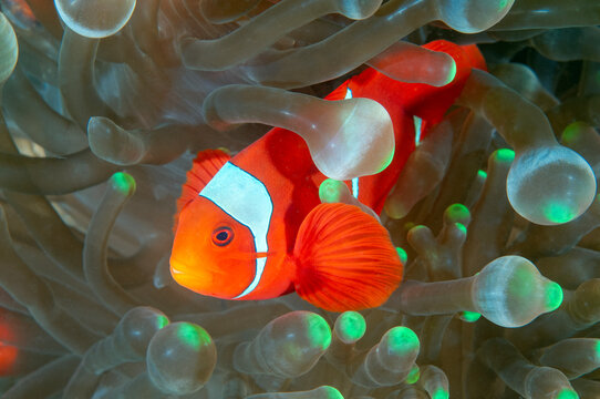 Spinecheek anemonefish, Premnas biaculeatus, Raja Ampat Indonesia.