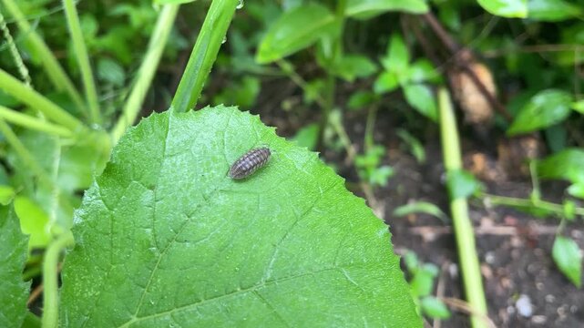 Woodlouse pill bug resting on green garden plant leaf close up macro