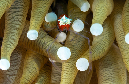 Commensal shrimp, Kemponia kororensis, in a mushroom coral, Raja Ampat Indonesia.