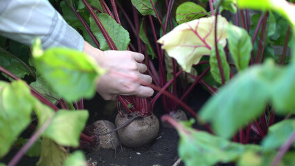 Obraz premium Girl pulls ripe beetroot from dark garden soil, holding green leaves with red stems in sunny outdoor vegetable plot.