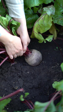 Close-up of female hand pulling beet from ground amid lush green foliage, showing natural sustainable farming process.
