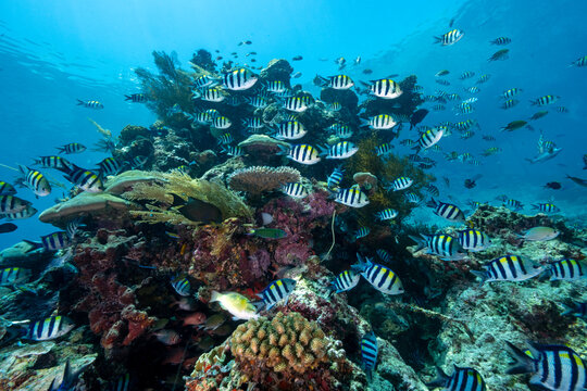 Reef scenic with Indo-pacific sergeant fishes, Abudefduf vaigiensis, Raja Ampat Indonesia.