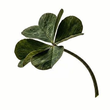 Natural Green Four Leaf Clover Plant Symbolizing Good Fortune and Luck for Saint Patricks Day Celebration and Springtime Garden Botany Themes for Prosperity and Rare Botanical Find Discovery