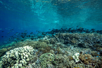 Coral reef scenic with surgeon fishes and parrot fishes, Raja Ampat Indonesia © anemone