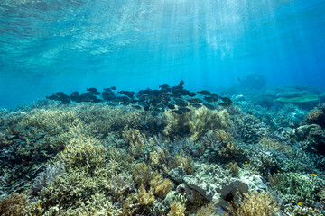 Coral reef scenic with surgeon fishes and parrot fishes, Raja Ampat Indonesia © anemone