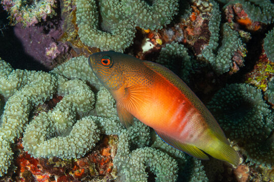 Red dottyback, Labracinus cyclophthalmus, Raja Ampat Indonesia.