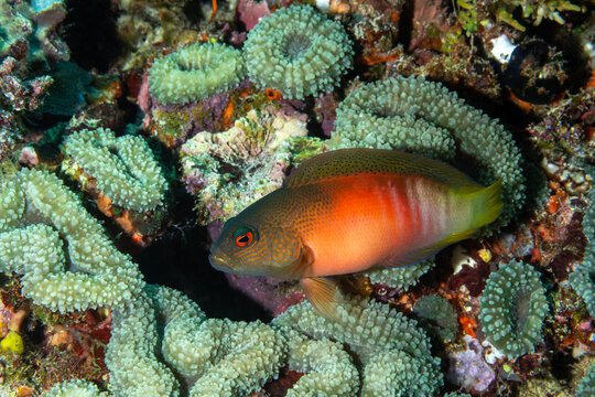 Red dottyback, Labracinus cyclophthalmus, Raja Ampat Indonesia.