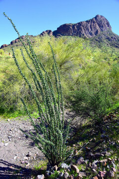 Ocotillo Cactus