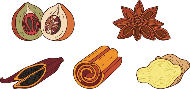 Aromatic Kitchen Spices Vector Set with Nutmeg Star Anise Cardamom Cinnamon and Ginger Hand Drawn Elements for Cooking Food and Culinary Designs