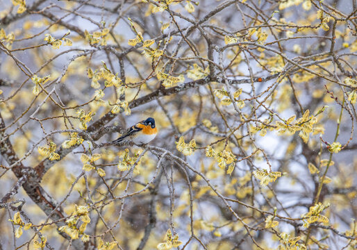 View of a brambling perched on a branch of a willow tree with yellow catkins in Valldal, More og Romsdal, Norway.