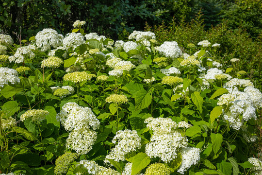 Blooming white smooth hydrangea bush with large spherical flower heads in a lush green garden. A vibrant daylight shot of a flourishing Hydrangea arborescens, commonly known as Annabelle smooth hydran