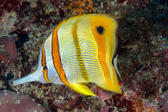 Copperband coralfish Chelmon rostratus, Raja Ampat Indonesia