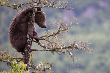 Bear cub at Brooks Falls Katamai national Park © Stefano