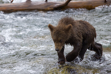 Bear cub at Brooks Falls Katamai national Park © Stefano