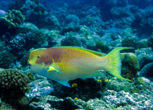 Steephead parrotfish , Chlorurus microrhinos , Raja Ampat Indonesia