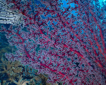 View of vibrant red soft coral and a crinoid underwater in Raja Ampat, Southwest Papua, Indonesia.
