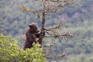 Bear cub at Brooks Falls Katamai national Park © Stefano